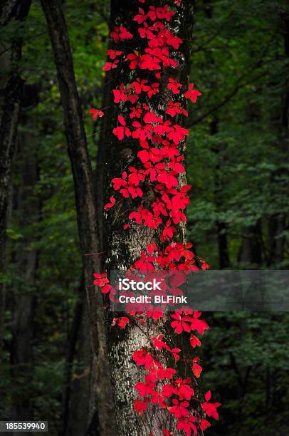 Rojo De Las Hojas En El Otoño Foto de stock y más banco de imágenes de Aire libre - Aire libre, Boscaje, Bosque