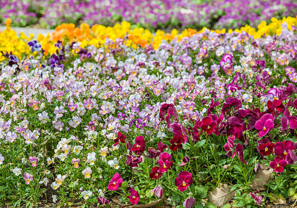 istock Cosmos wild flowers field 185540318