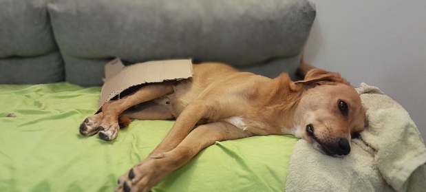 Perro tomando una siesta cubierto con carton