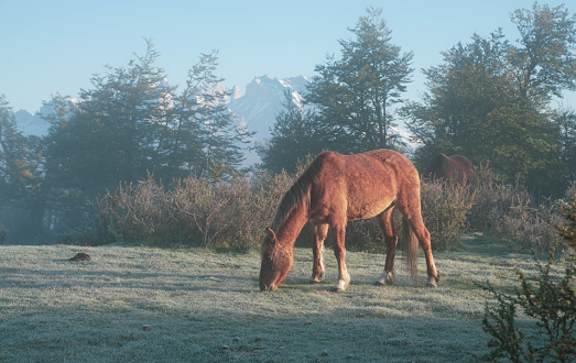 Well fed horses on the mountain pasture feeding on the grass field