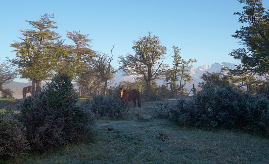 Foggy morning in the pastures of Torres del Paine National Park, Chile