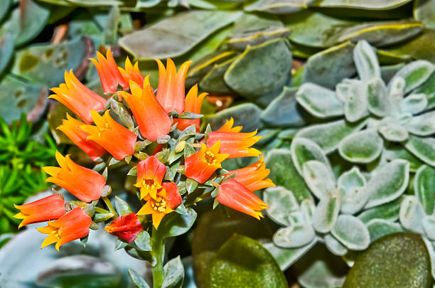 istock Kalanchoe Blossfeldiana 185541809