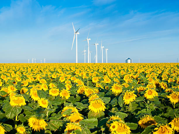 風力タービン、sunflowers - vegetabilis ストックフォトと画像