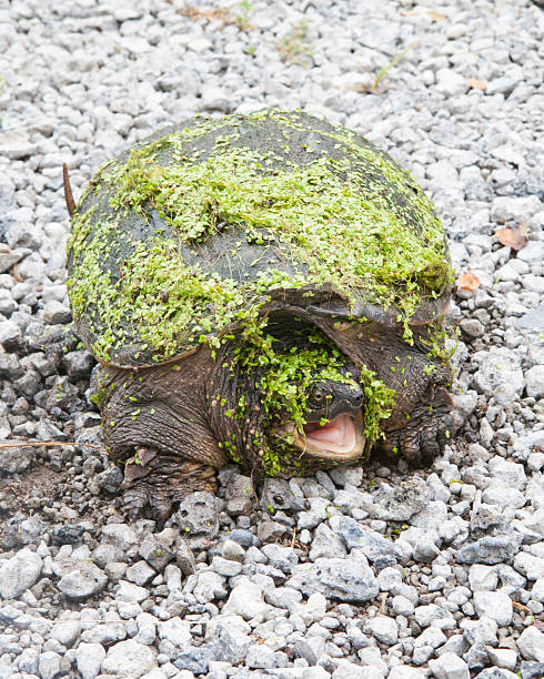 Mal Camoflage - foto de stock