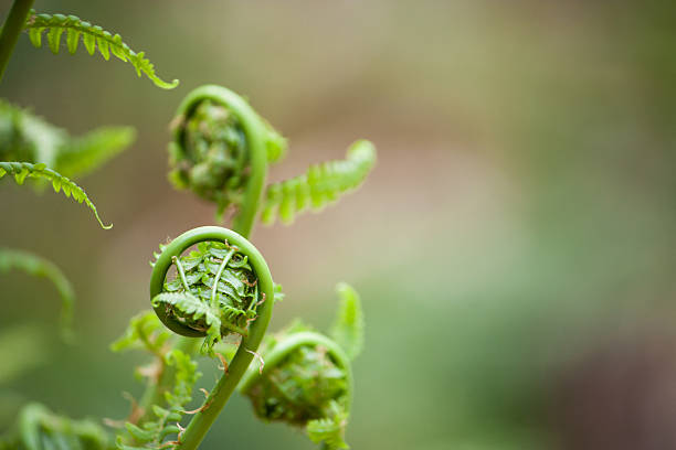 spring ferns unfurl Close up on young spring ferns, also known as fiddleheads as they unfurl. Shallow depth of field  against a soft bokeh fiddle head stock pictures, royalty-free photos & images