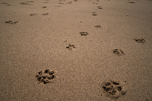 Footprints of a small dog on a sandy beach.