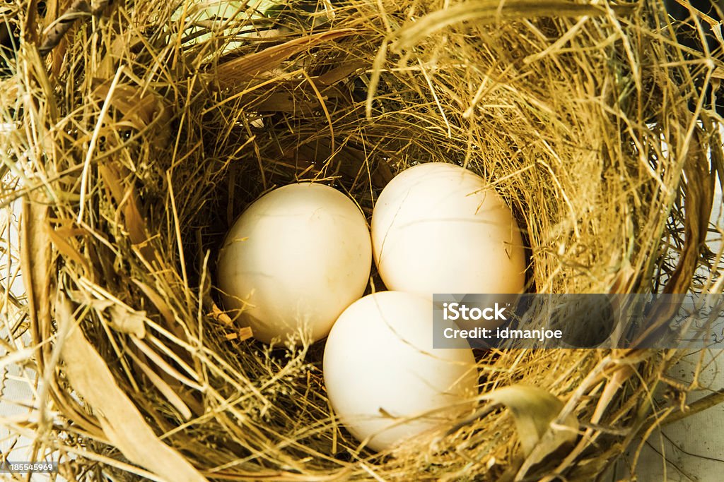 3 つのネストの卵 - ひらめきのロイヤリティフリーストックフォト