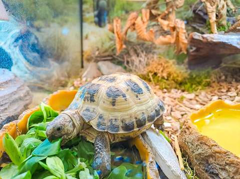 A pet turtle eats lettuce. Exotic pet feeding outdoors. High quality photo