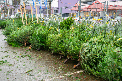 Gouda, Netherlands - December 12, 2023: Cut Nordmann firs at a plaza for Christmas tree sales in the Netherlands.