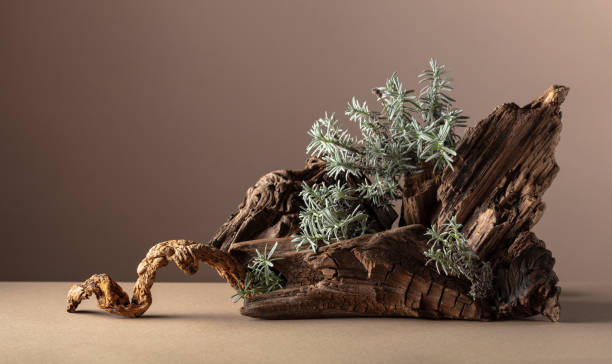 istock Nature scene with a composition of lavender and dry snags. 1855474573