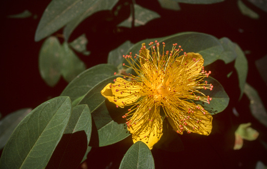 Bright yellow flower of St. John's wort, Hypericum calycinum. San Jose, California, USA.