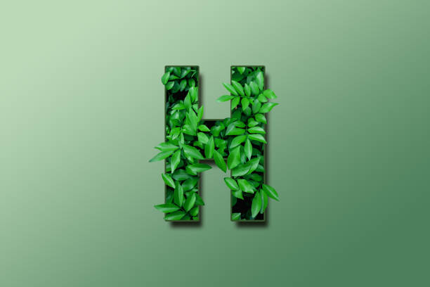 Leaf font H isolated on white green gradient background. Leafs font H made of Real alive leaves with Previous paper cut shape of font. Green climate concept. stock photo