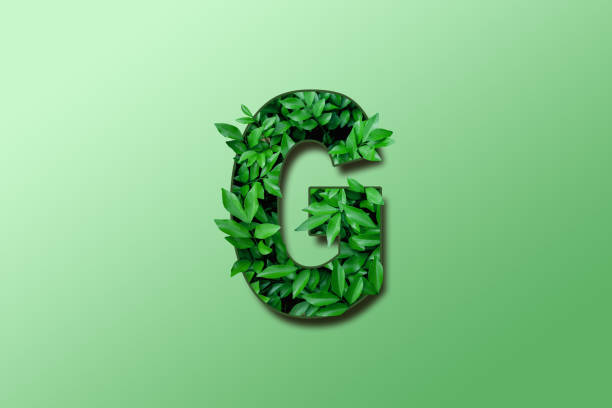 istock Leaf font G isolated on white green gradient background. Leafs font G made of Real alive leaves with Previous paper cut shape of font. Green climate concept. 1855477307