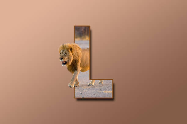The letter L is embedded with a picture of the animal Lion. Great animal background. stock photo