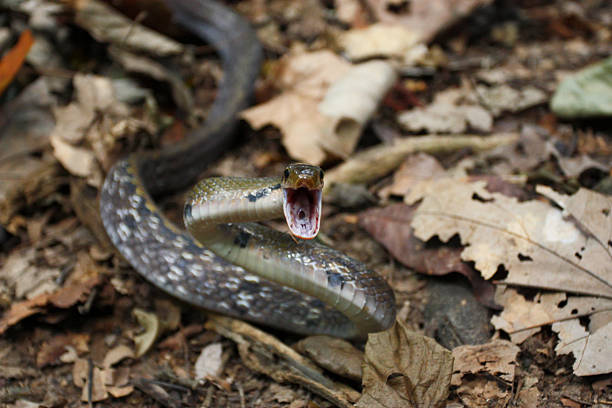 attacco di serpente - snake biting animal mouth fang foto e immagini stock