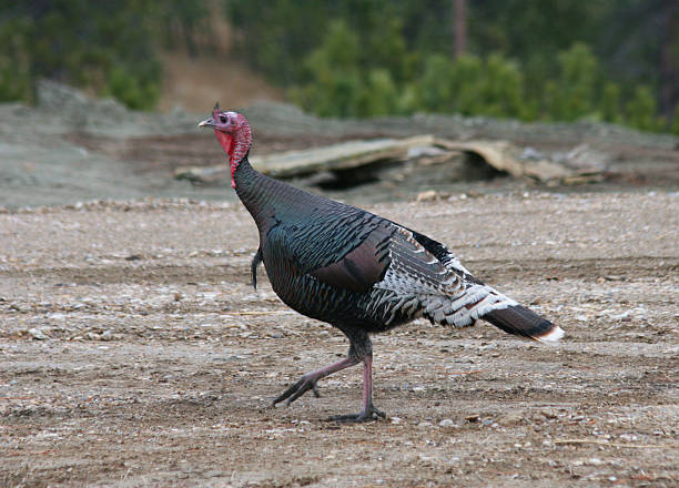 Jeune Merriam Turquie Gobbler - Photo