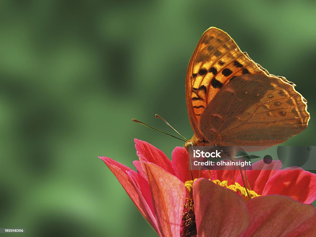 butterfly sitting on flower butterfly (Silver-washed Fritillary) sitting on flower (zinnia) Animal Stock Photo