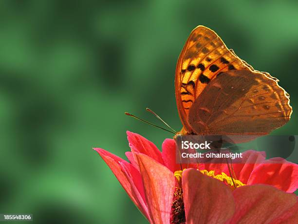 Butterfly Sitting On Flower Stock Photo - Download Image Now - Animal, Animal Body Part, Animal Wing