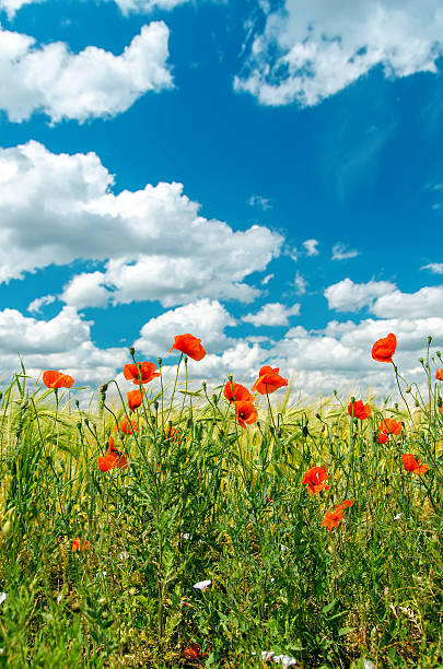 istock green field with red poppies and cloudy sky 185548699