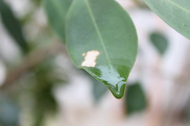 istock Selective focus shot of plant leaves 1855487918