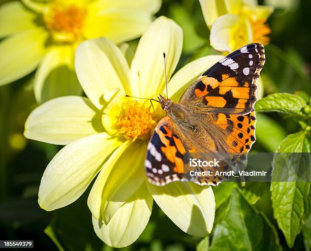 Mariposa Monarca Foto de stock y más banco de imágenes de Actividad - Actividad, Aire libre, Ala de animal