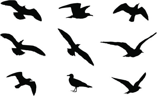 silhouette seagull