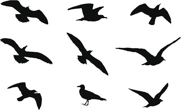 bird silhouette seagull seagull stock illustrations