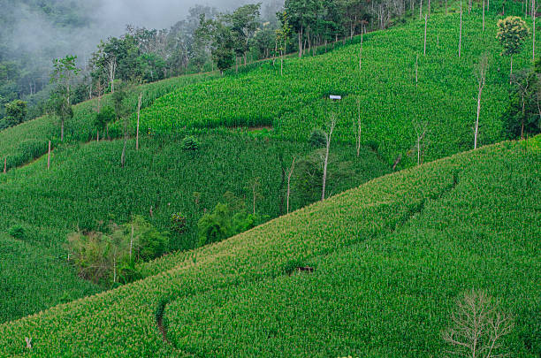 istock Mountain Farm in Chiang Mai 185549453