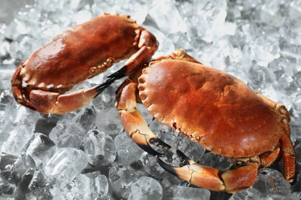 istock Delicious boiled crabs on ice cubes, closeup 1855495568