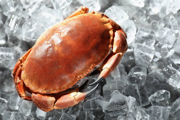 istock Delicious boiled crab on ice cubes, closeup 1855495569