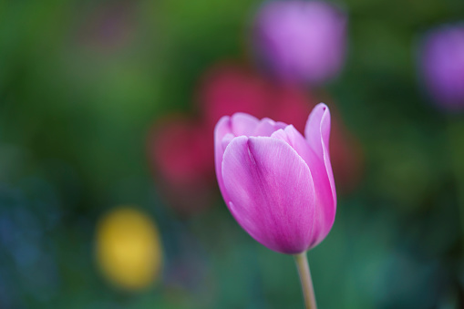 Pretty pink Tulip on a colourful and blurry Tulip field background. Photo taken at the Canadian Tulip Festival in Ottawa.