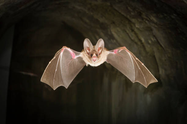 istock Bat in high speed photography 1855497133