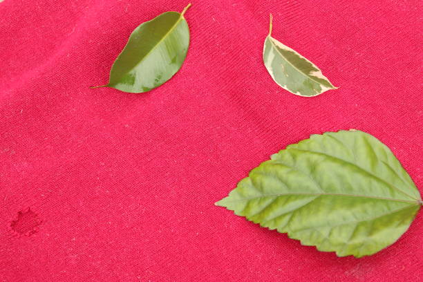 Selective focus shot of plant leaves