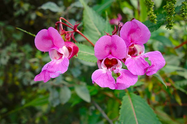 Impatiens glandulifera pink flower at wild garden (impatiens glandulifera) ornamental jewelweed stock pictures, royalty-free photos & images