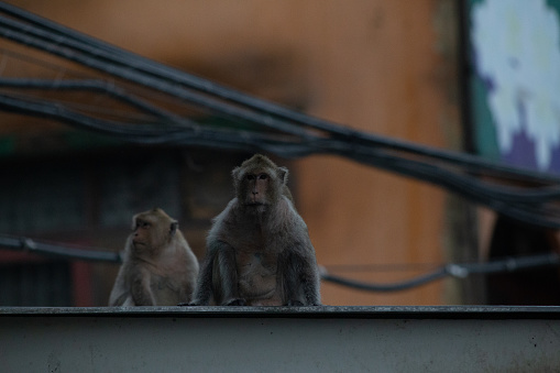 Macaque are often seen in urban regions in Southeast Asia. Seen in Phetchaburi, Thailand