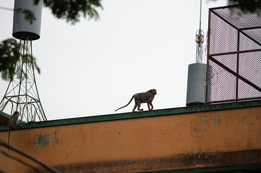 Three cute monkeys on the roof in Lopburi in Lopburi province in Thailand.