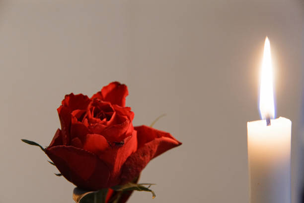 istock Close up of a flower 1855518788
