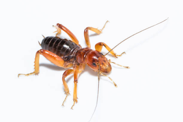 istock Jerusalem cricket  or potato bug in white background 1855524928