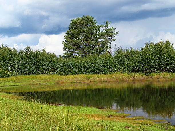 istock Forest valley of the river Kem 185552582