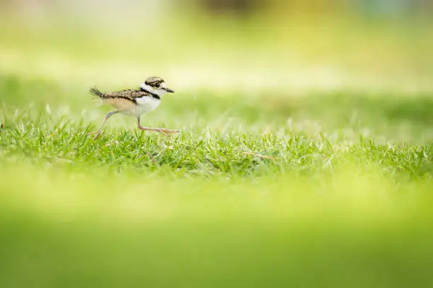 Photo of The killdeer chick (Charadrius vociferus)