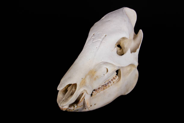istock Mammal skull in black background 1855535185
