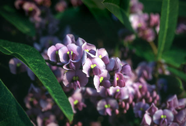 Close up of flowers of purple lilac vine or false sarsaparilla, Hardenbergia violacea, growing on a garden trellis. Scanned film March 1995.