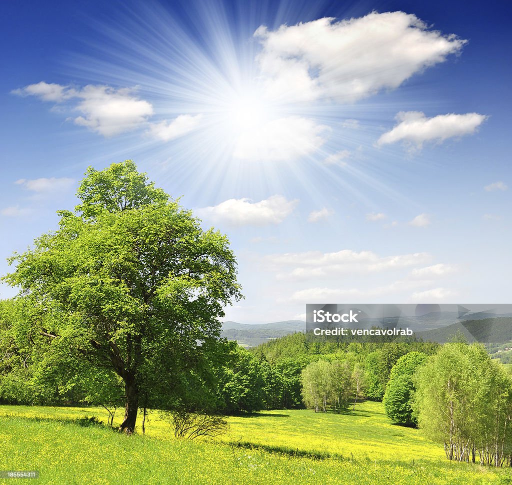 Spring landscape Spring landscape in the national park Sumava - Czech Republic Beauty In Nature Stock Photo