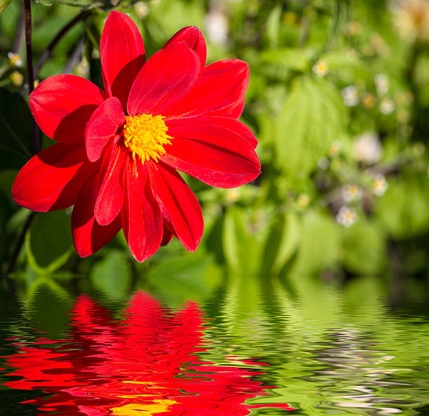 red cosmos reflectido na água. - single flower tranquil scene mirror flower imagens e fotografias de stock