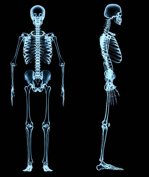 скелет человека под рентгеновских лучей - human spine human bone human vertebra rib cage стоковые фото и изображения