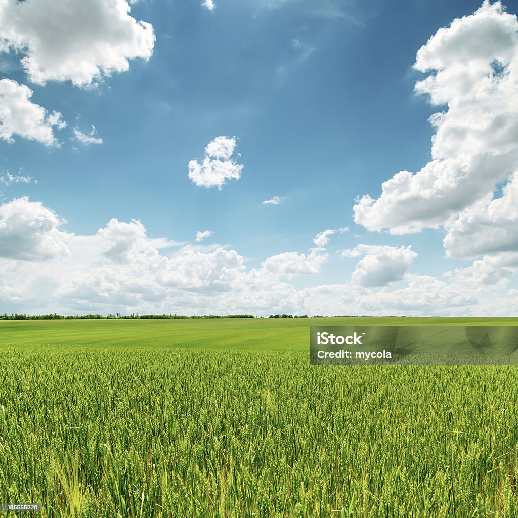 Campo verde e blu cielo nuvoloso - Foto stock royalty-free di Agricoltura