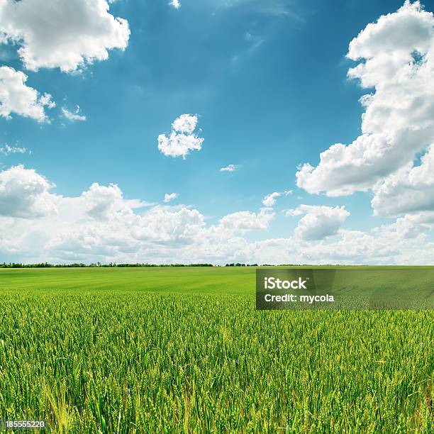 Campo Verde E Blu Cielo Nuvoloso - Fotografie stock e altre immagini di Agricoltura - Agricoltura, Ambientazione esterna, Bianco