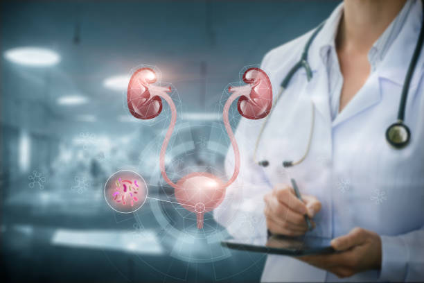 istock Of research is to check the microflora of the urinary system. 1855555394