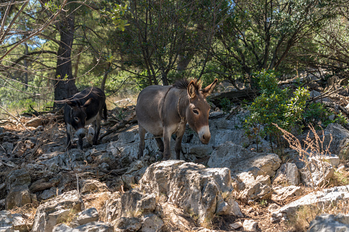 Two donkeys, front view in the shadow of pine tree. Dugi otok island, Dalmatia region, Croatia