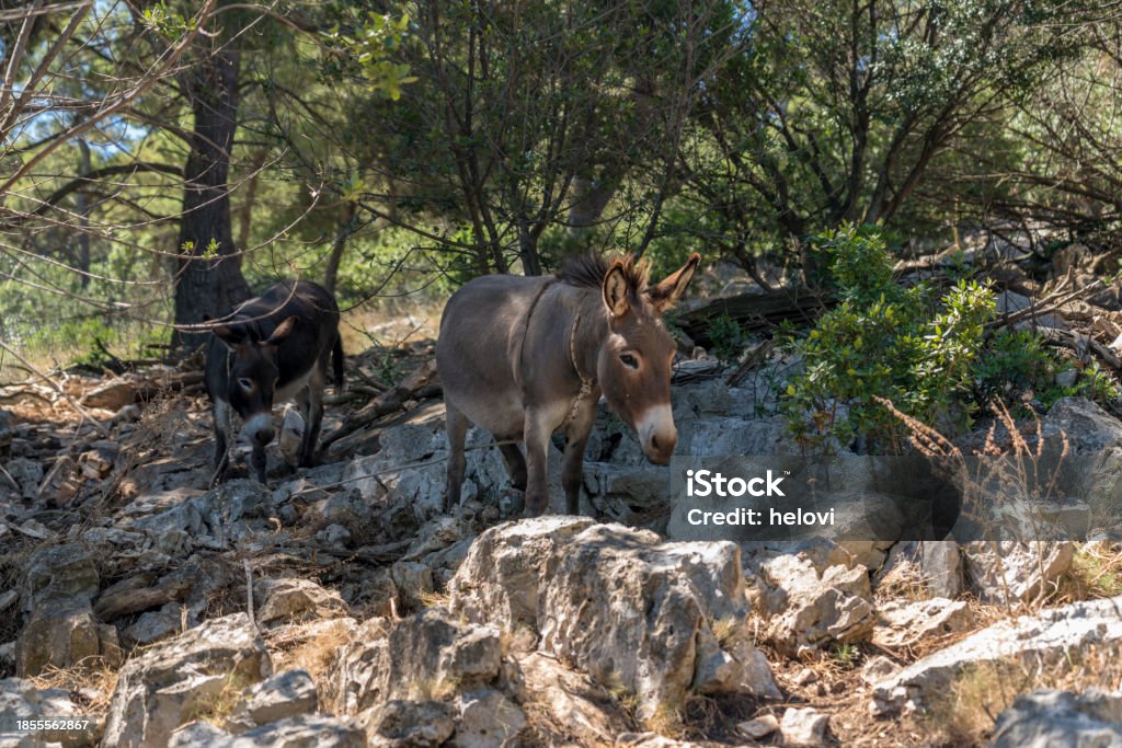 Donkey Pinus Two Donkeys On Rocky Grounds Under Pine Tree Stock Photo - Download ...